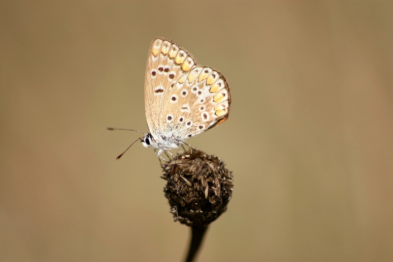 Polyommatus sp. (cfr. thersites/icarus)